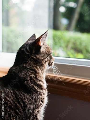 Fototapeta Naklejka Na Ścianę i Meble -  Cat looking out window