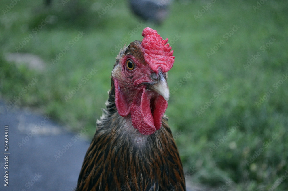 Golden Laced Wyandotte Portrait