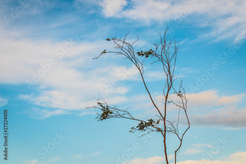 Árvore quase seca no azul do céu photo