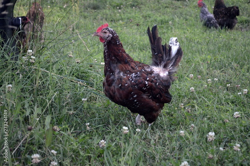 Speckled Sussex Eating Grass