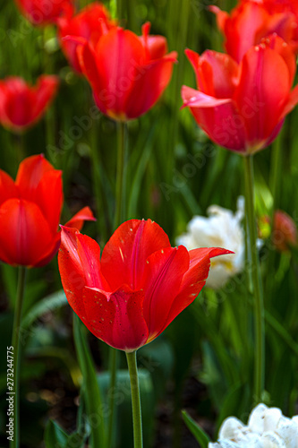 Closeup of a red tulip surrounded by other red tulips in a botanical garden flower bed.