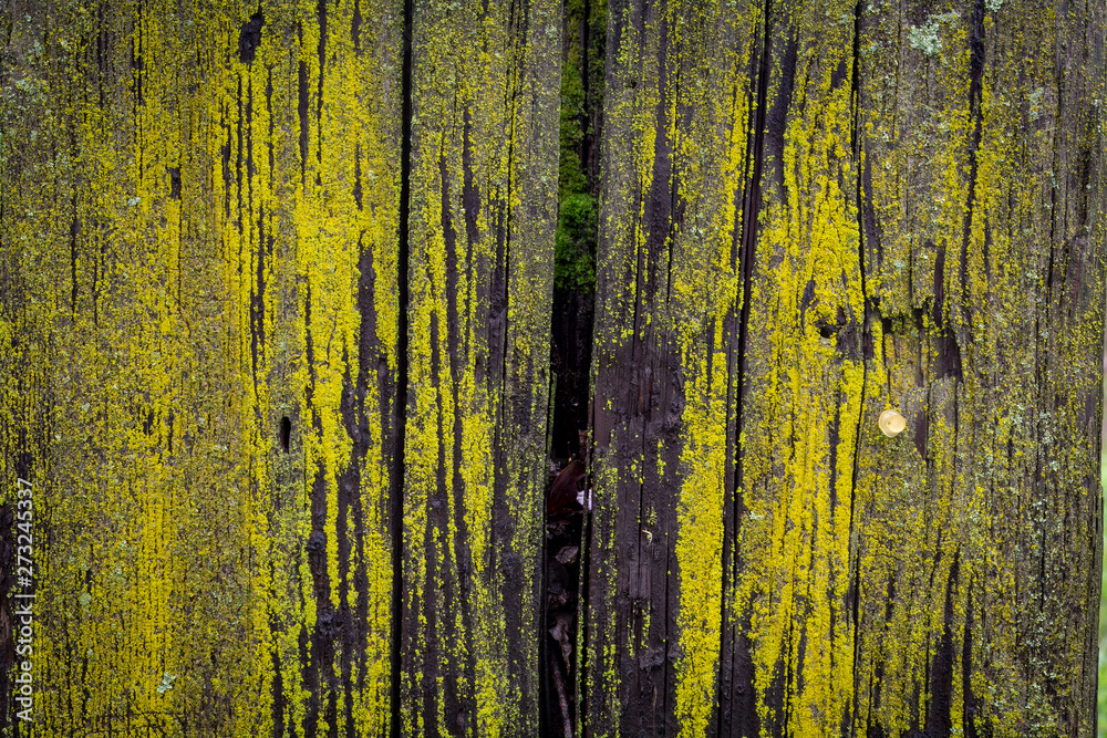 Green moss on tree bark background