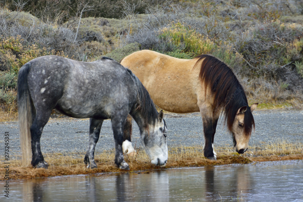 Baguales, Wild horses, Torres del Paine Baguales, Wild horses, Torres del Paine