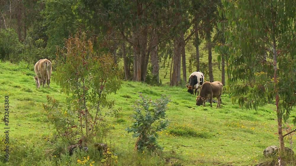 A still wide shot of cattles grazing peacefully on a field with the trees and the green grasses radiating gracefully as the sun shines on a warm afternoon A still wide shot of cattles grazing peacefully on a field with the trees and the green grasses radiating gracefully as the sun shines on a warm afternoon