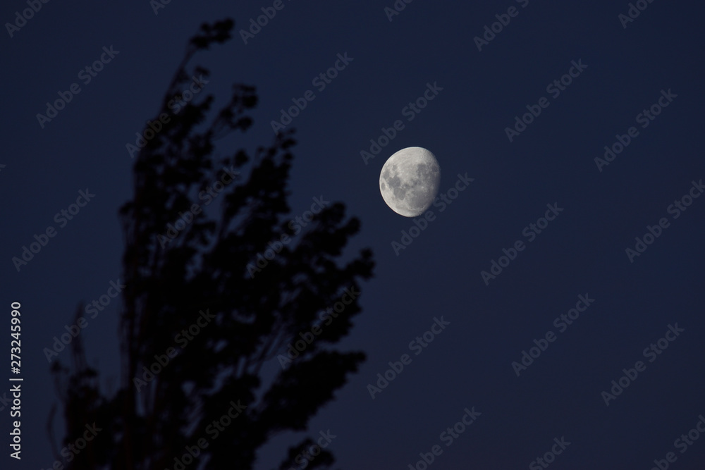 Luna en cuarto creciente y arbol contra el cielo oscuro