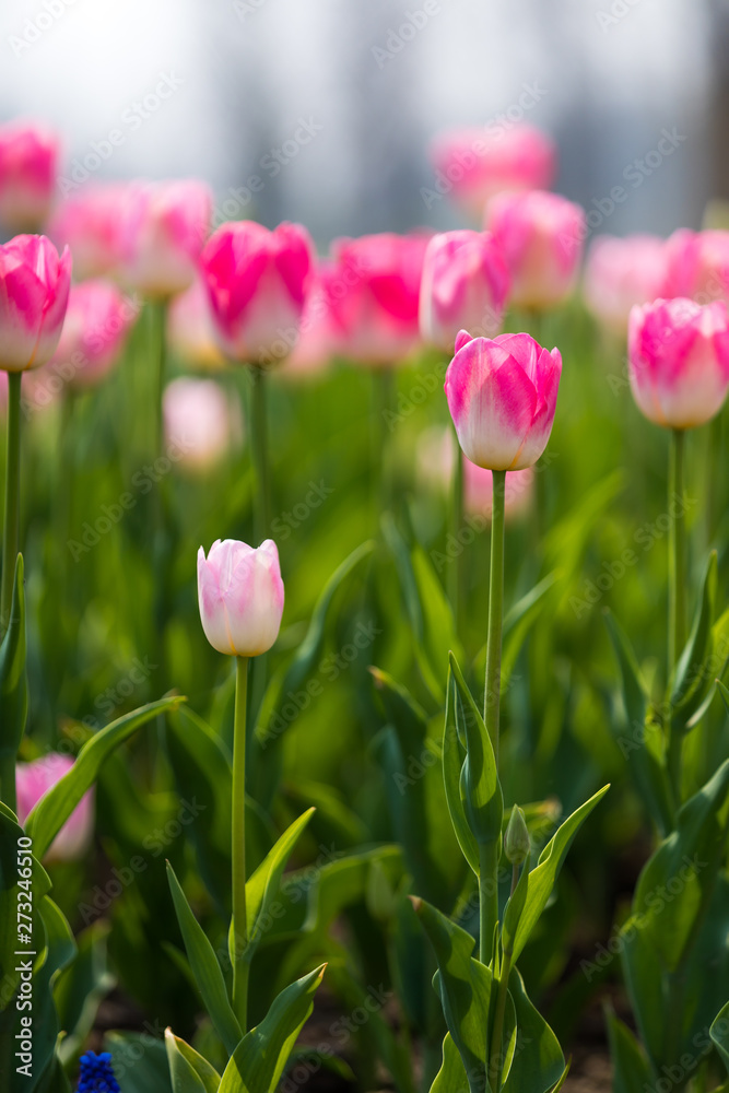 Tulip Flower. Beautiful bouquet of tulips. colorful tulips