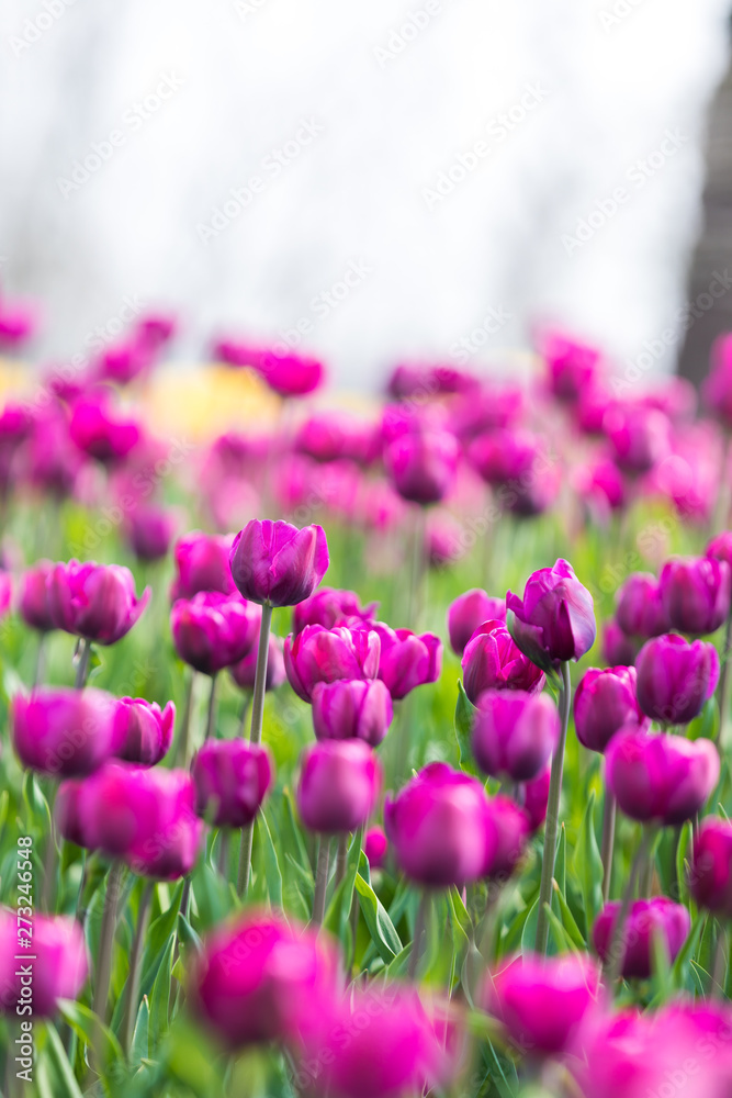 Tulip Flower. Beautiful bouquet of tulips. colorful tulips Tulip Flower. Beautiful bouquet of tulips. colorful tulips