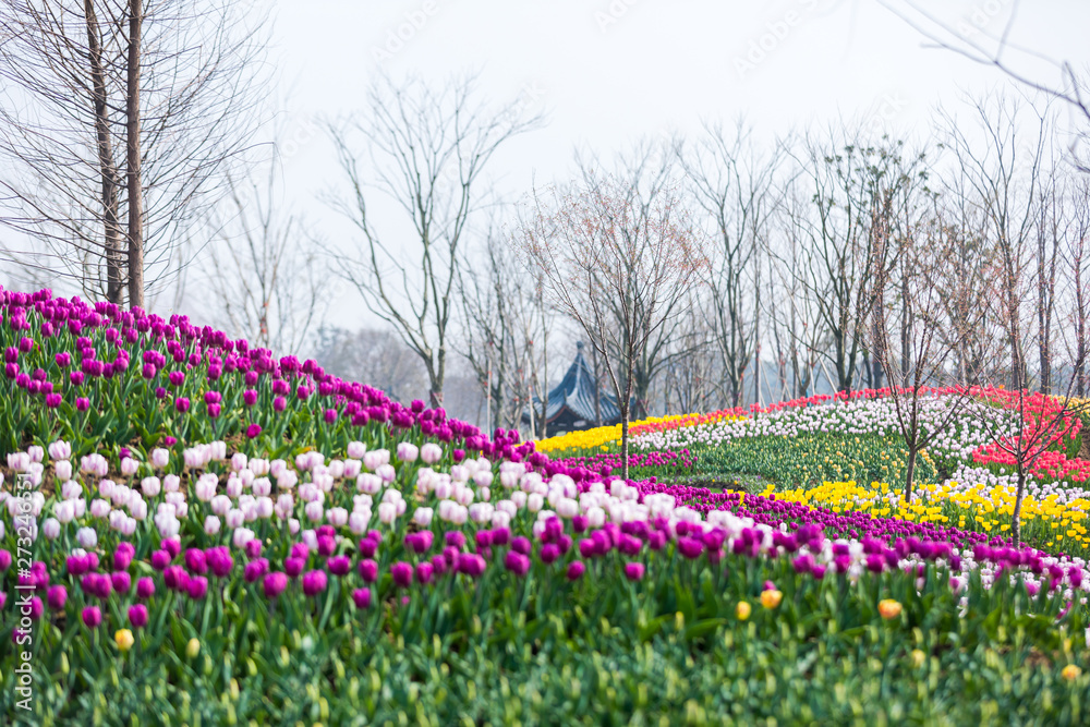 Tulip Flower. Beautiful bouquet of tulips. colorful tulips Tulip Flower. Beautiful bouquet of tulips. colorful tulips