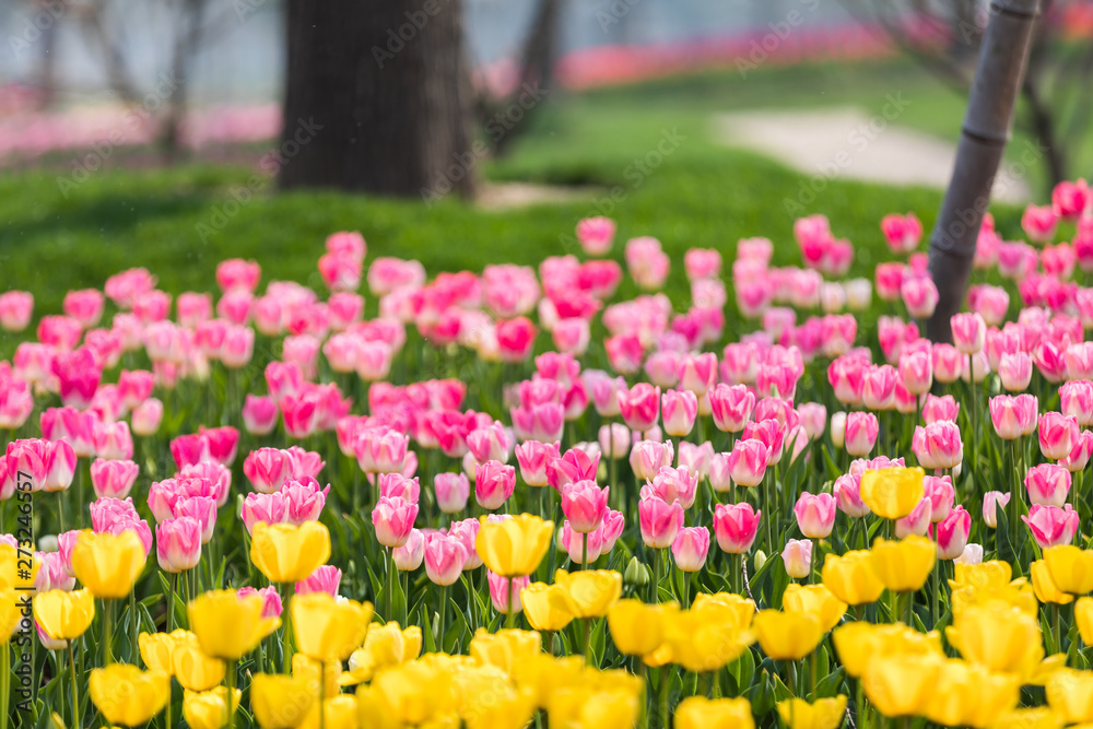 Tulip Flower. Beautiful bouquet of tulips. colorful tulips