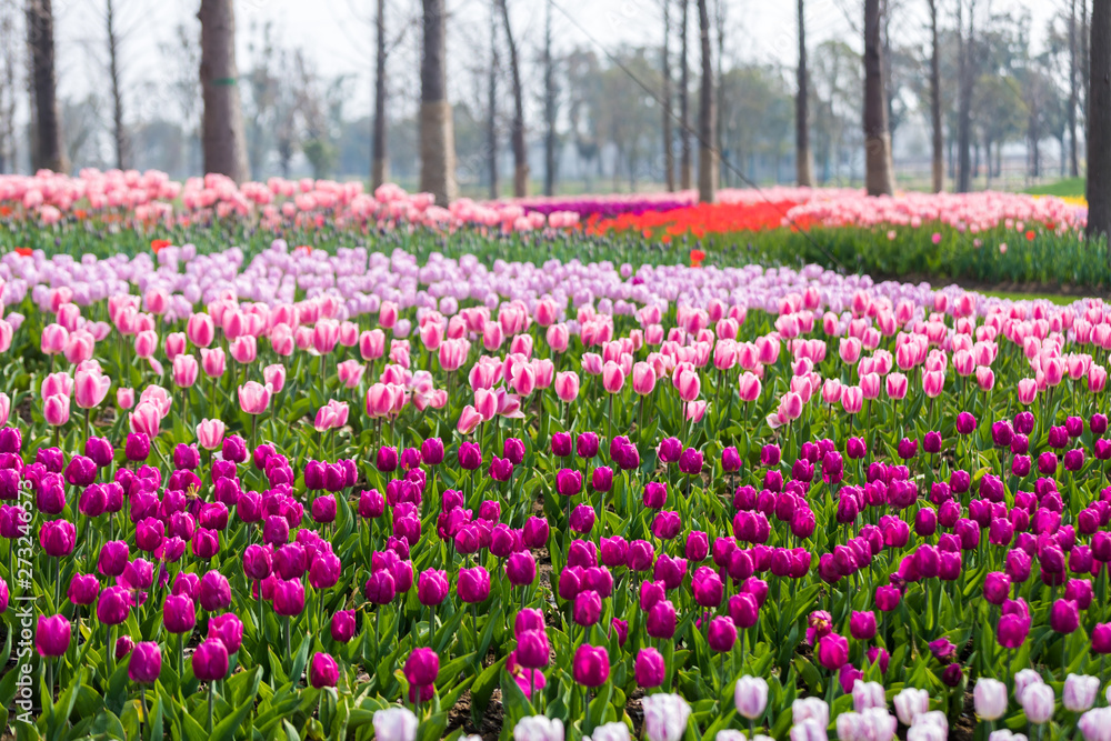 Tulip Flower. Beautiful bouquet of tulips. colorful tulips