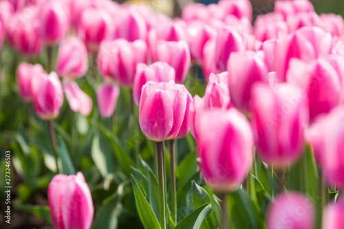 Tulip Flower. Beautiful bouquet of tulips. colorful tulips