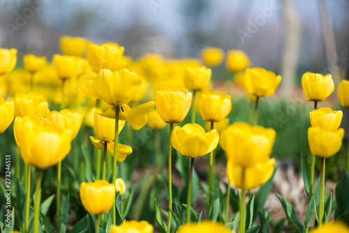 Tulip Flower. Beautiful bouquet of tulips. colorful tulips