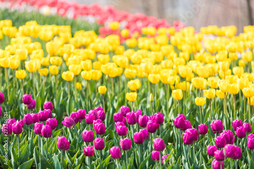 Tulip Flower. Beautiful bouquet of tulips. colorful tulips