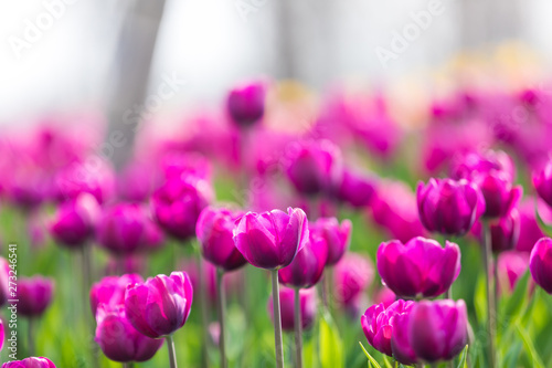 Tulip Flower. Beautiful bouquet of tulips. colorful tulips