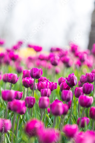 Tulip Flower. Beautiful bouquet of tulips. colorful tulips