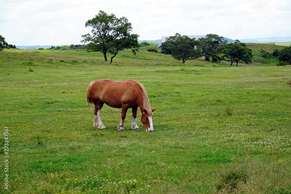 阿蘇に放牧された馬、日本九州の阿蘇山、