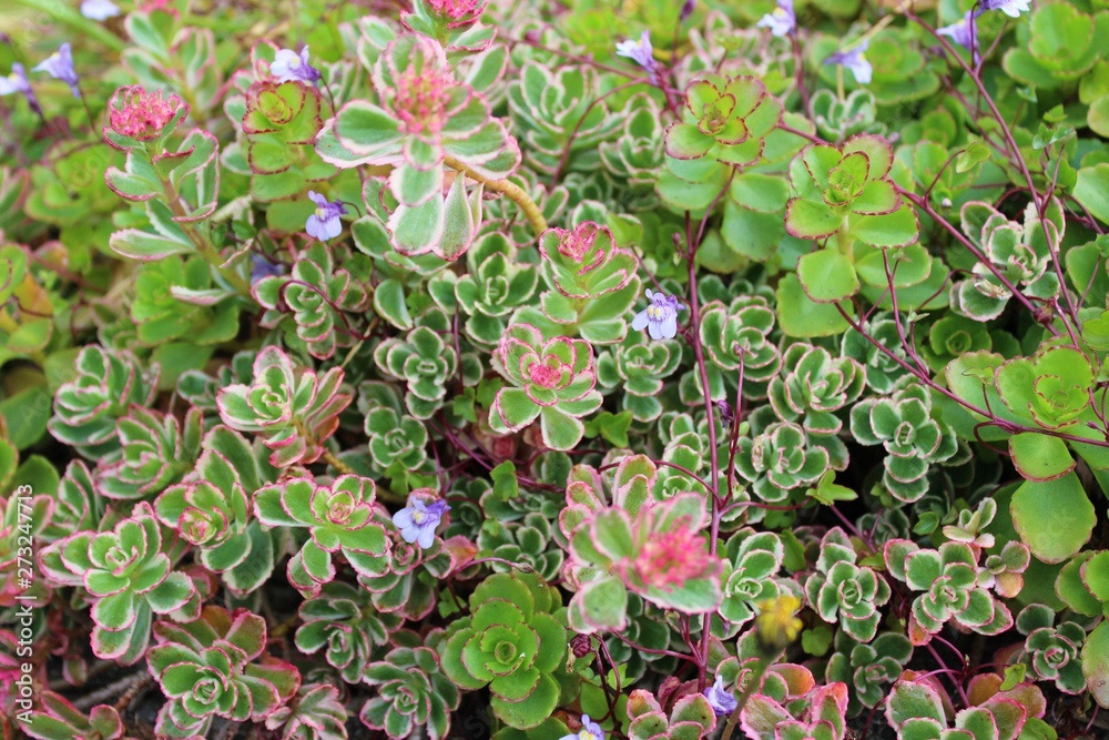 Varieties of Sedum new green leaves in spring Varieties of Sedum new green leaves in spring