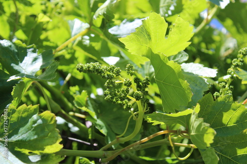 Fresh new green leaves and young unripe fruits grow on grapevines
