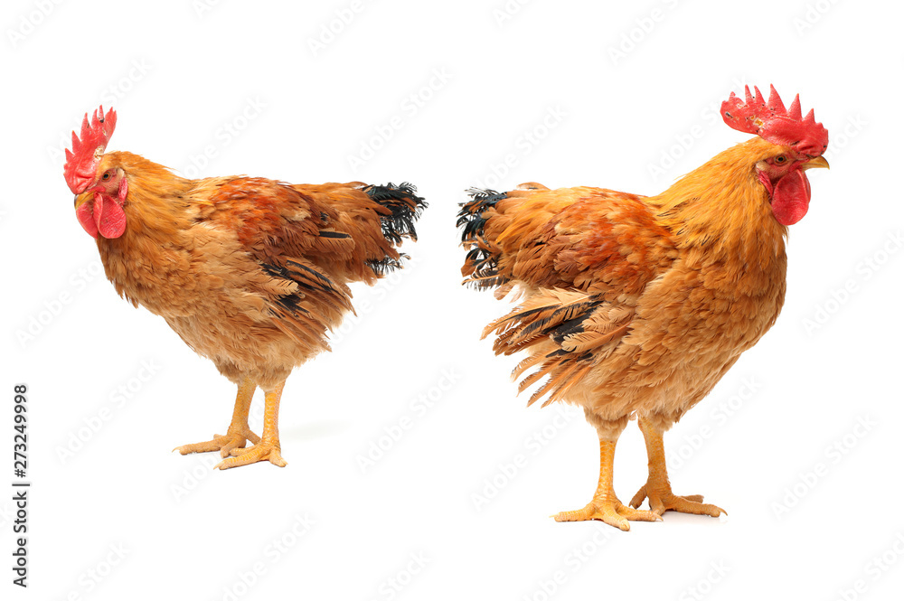 Naklejka premium Red rooster on white background 