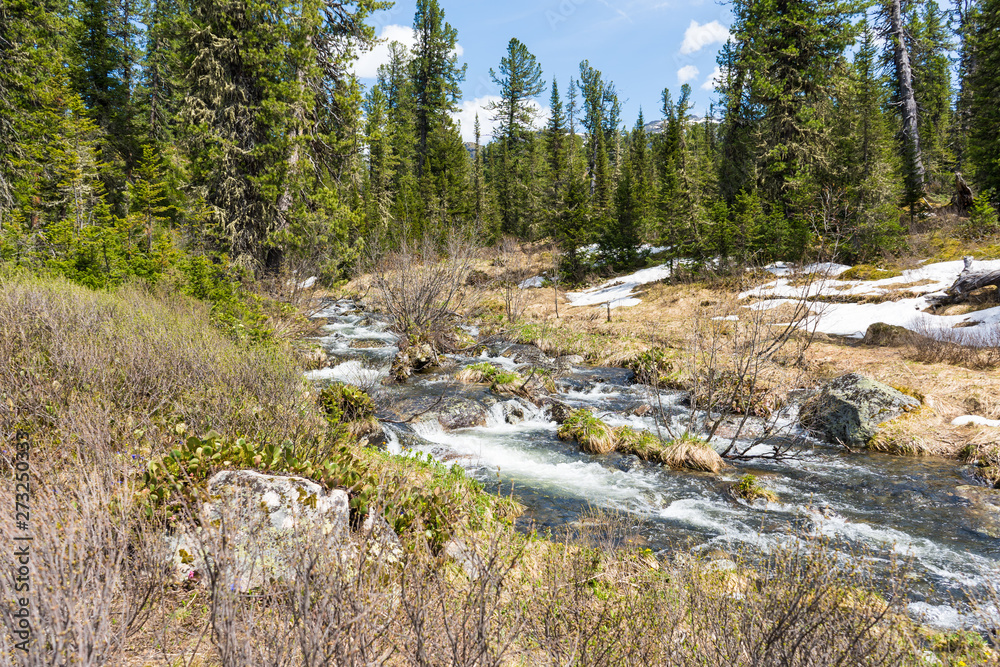 river in forest river in forest
