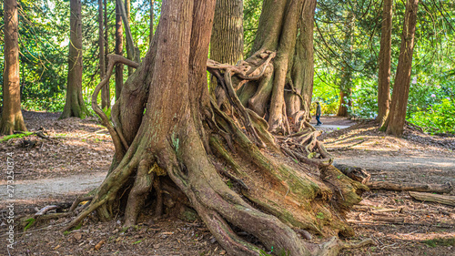 Принти на полотні Nature prevails - new strong trees growing from stump of predecessor tree