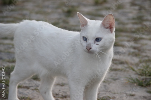 The white cat in the street