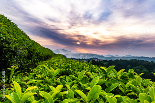 A landscape view of the rise of the sun in the green tea fields of Boseong, south korea © 은실 안