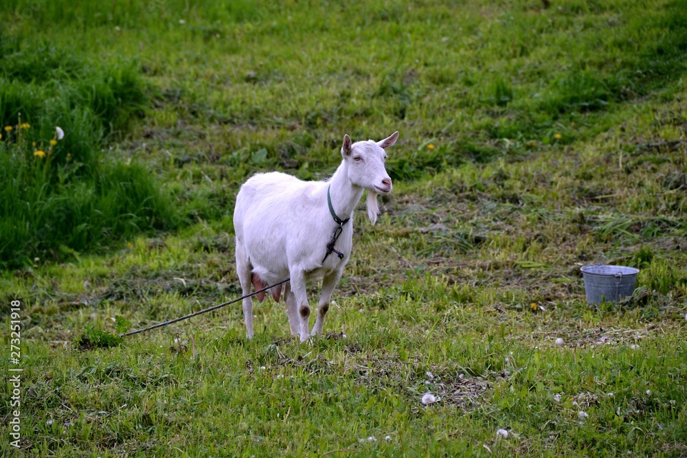Goat on an independent grazing among the lush greenery of herbs Goat on an independent grazing among the lush greenery of herbs