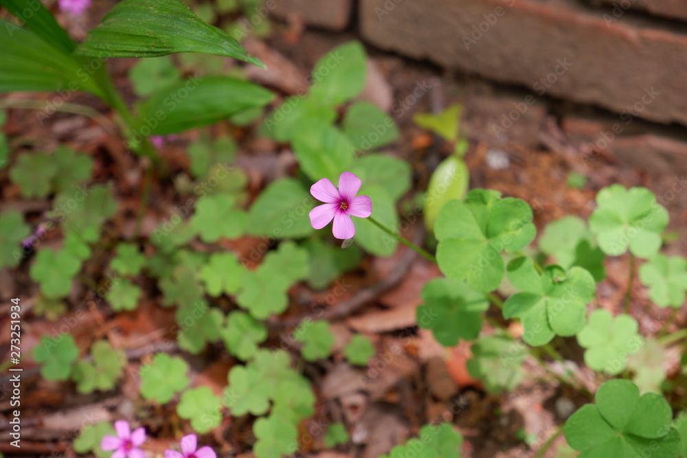 pink flowers in the garden pink flowers in the garden