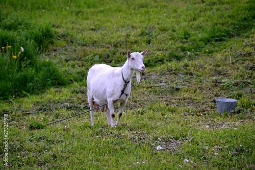 Goat on an independent grazing among the lush greenery of herbs