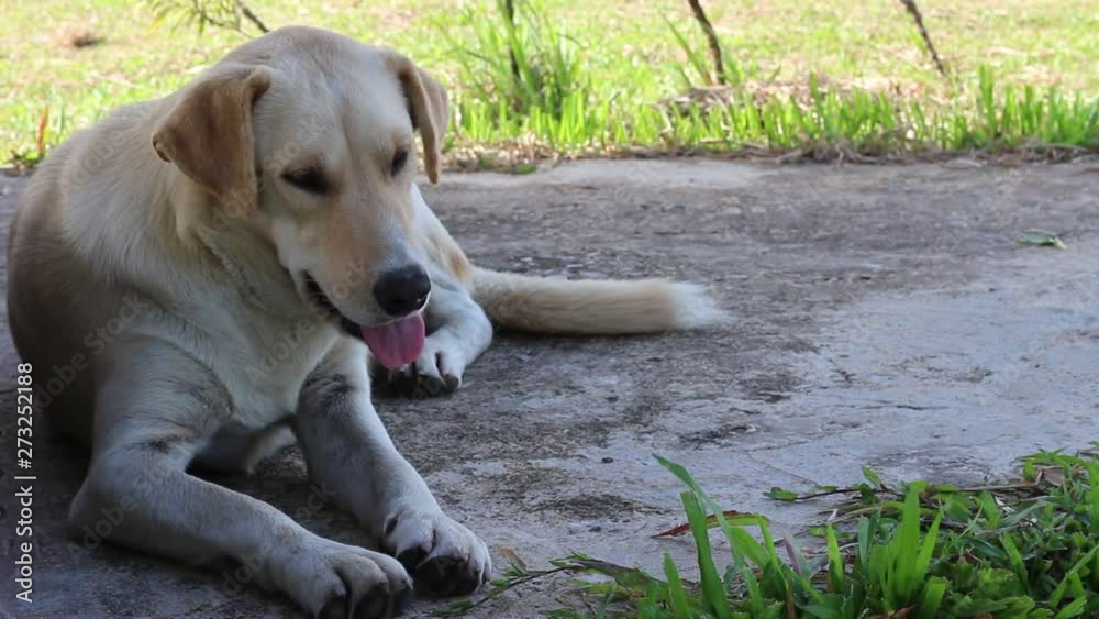 Thai dogs are sleeping at outdoor