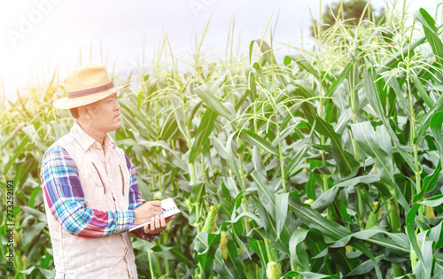 Young farmer examine corns in corns fields