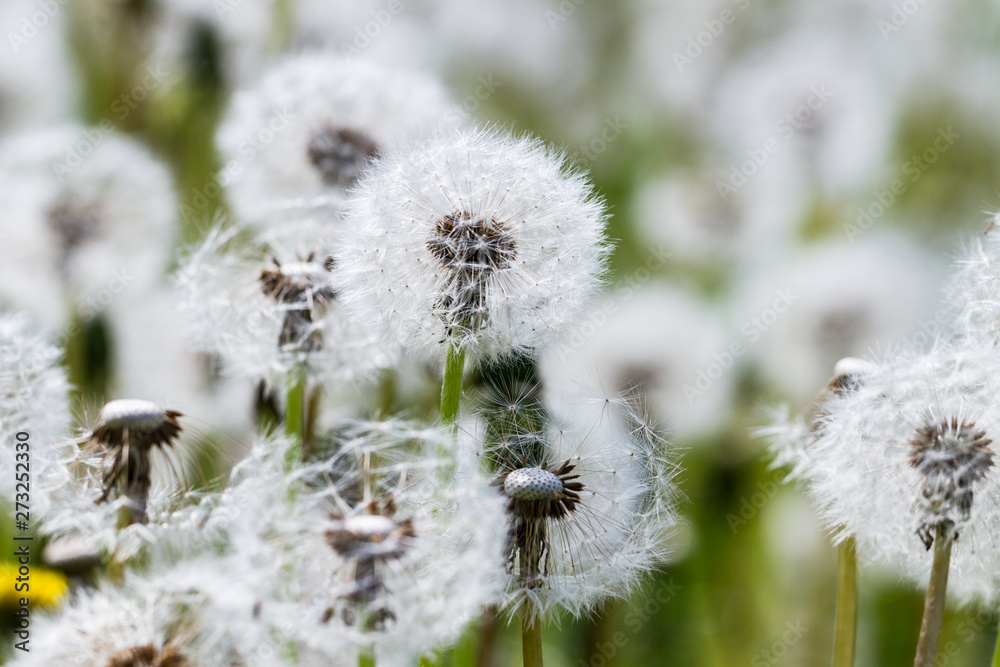 Dandelions on a field.