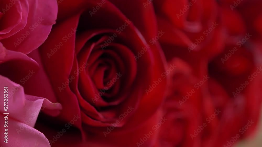 close-up beautiful red rose flower close-up beautiful red rose flower