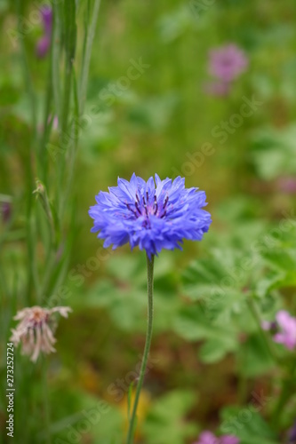 blue flower in field