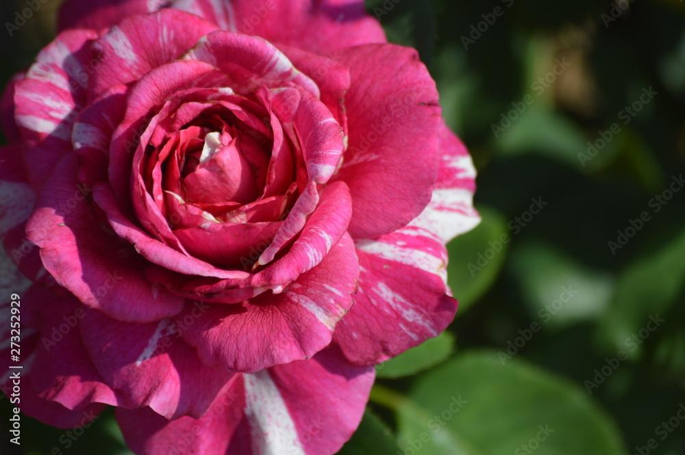 Thomasville rose garden 0218 Thomasville rose garden 0218
