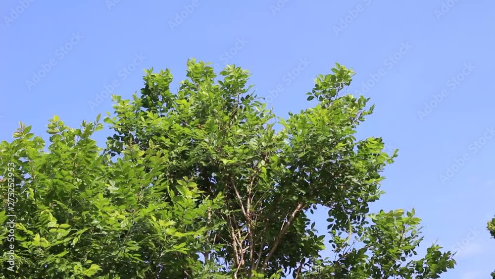 green leaf texture background at park outdoor. green leaf texture background at park outdoor.