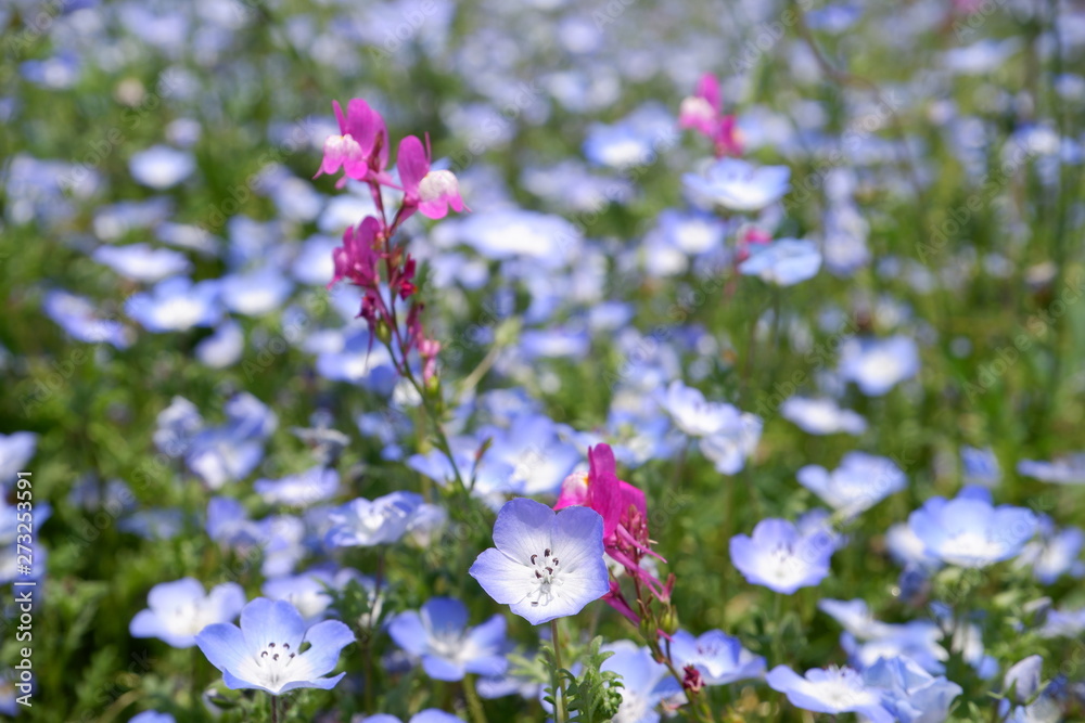 pink and blue flowers in the garden pink and blue flowers in the garden