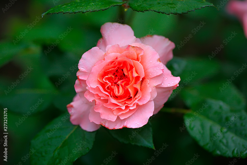 Photo rose petals isolated on the natural blurred background. Closeup. For design, texture, background. Nature. Photo rose petals isolated on the natural blurred background. Closeup. For design, texture, background. Nature.