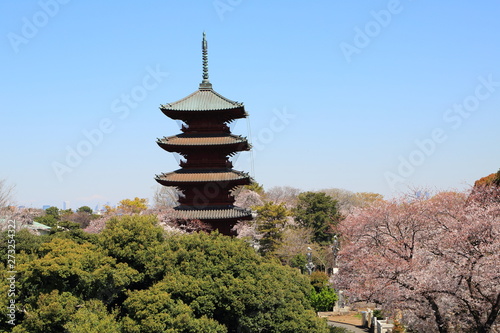 春の桜咲く池上の五重塔遠望