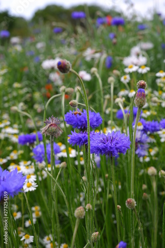 field of purple flowers © Chompoonut