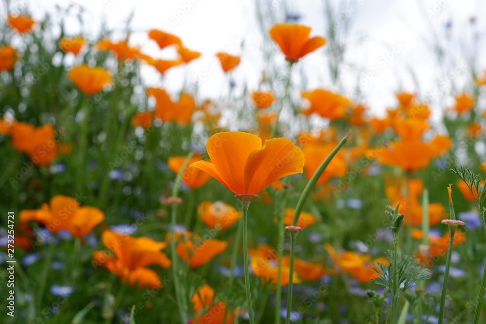 orange flowers in the garden