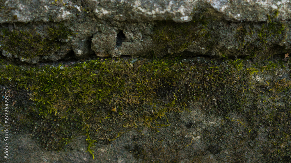 green moss wall. Web banner, long crop hor. natural green texture. Grunge nature background