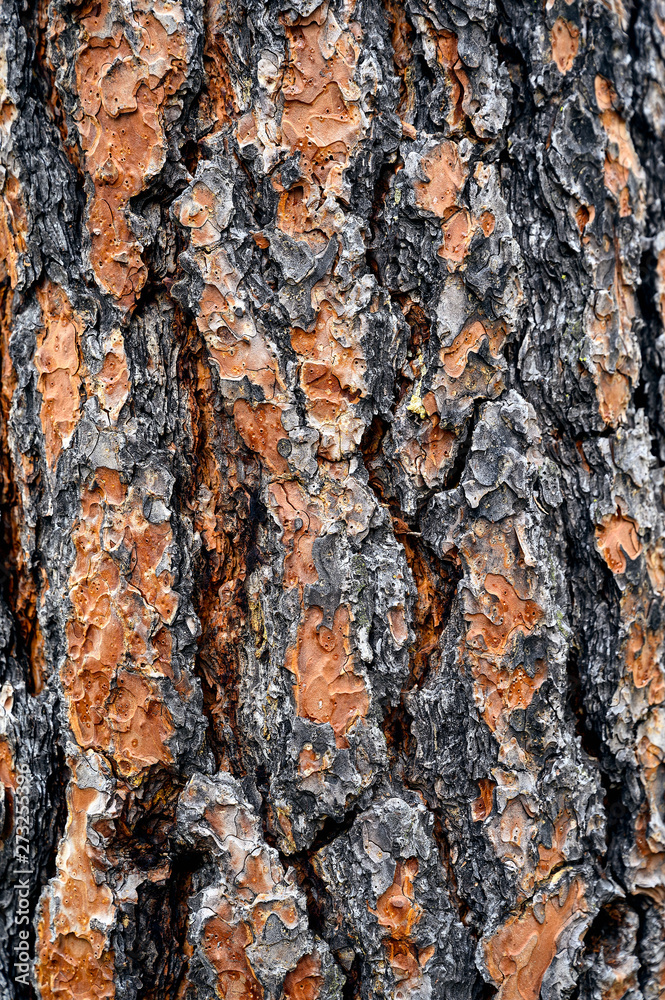  outdoor, walk, outdoors, hiking, oxygen, forestry, wood texture, texture background, background, wall paper, wallpaper, logging, log, elm, oak, lumber, pine tree, cedar wood, cedar tree, cedar, redwo