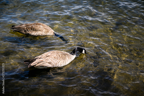 Two Geese with their heads in the lake water. geese, goose, goos, gees, gooses, water, bird, lake, 