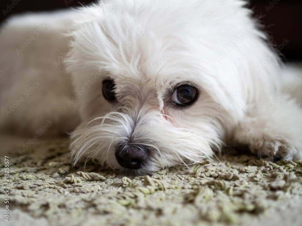 Background of white Maltese puppy dogs Background of white Maltese puppy dogs