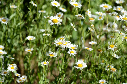 Bright chamomiles bloom in the summer garden close up