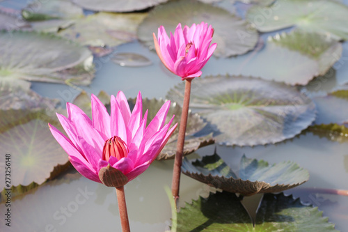 Purple lotus in the pool