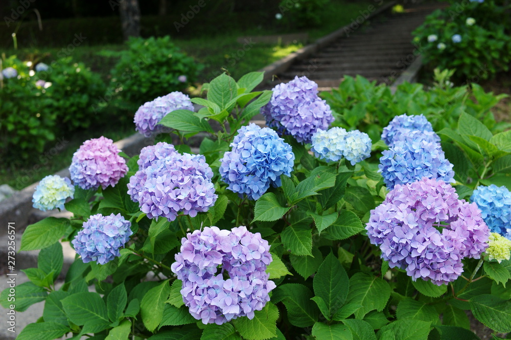 flowers in the garden flowers in the garden