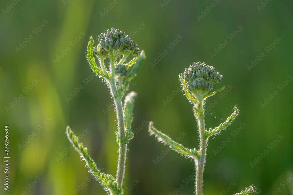 Women Medicine - Yarrow - Achillea millefolium